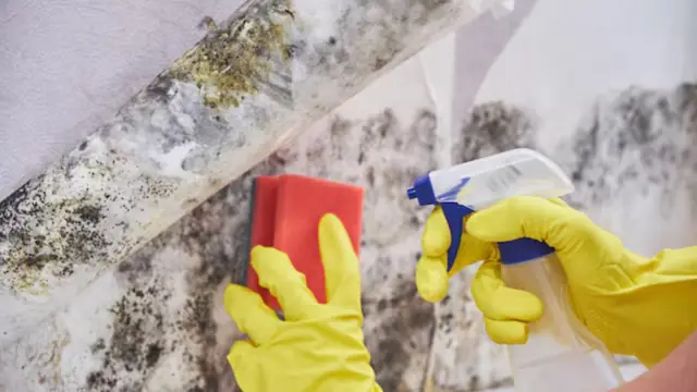 Gloved hands scrubbing mold from a surface with a sponge and spray cleaner