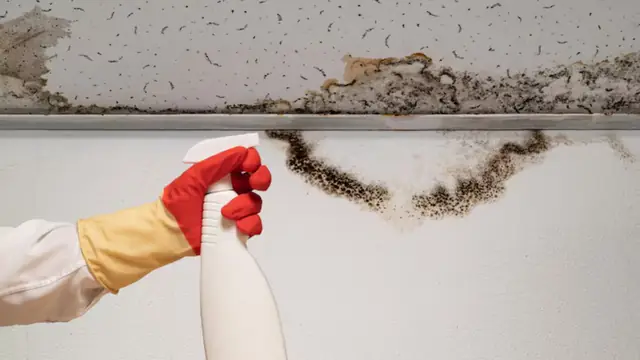 Gloved hand holding a spray bottle beside a line of mold growth along a ceiling edge