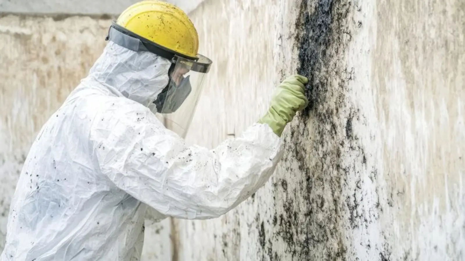 Remediation worker in a protective suit, hard hat and face shield scrubbing mold from a wall